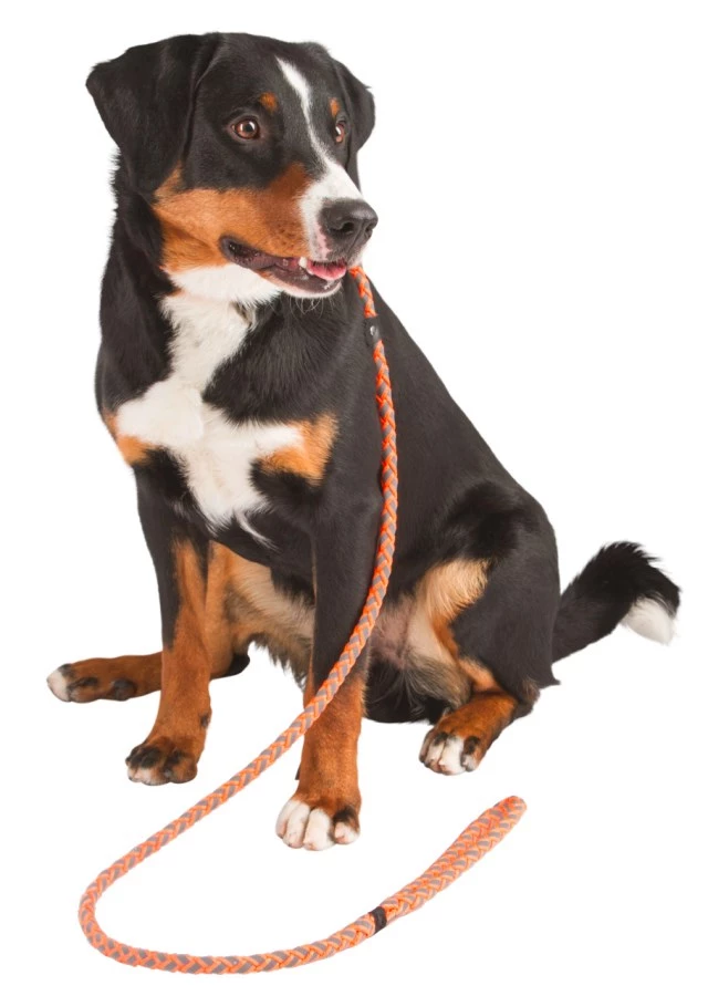 LAISSE AVEC COLLIER INTÉGRÉ MAXI SAFE