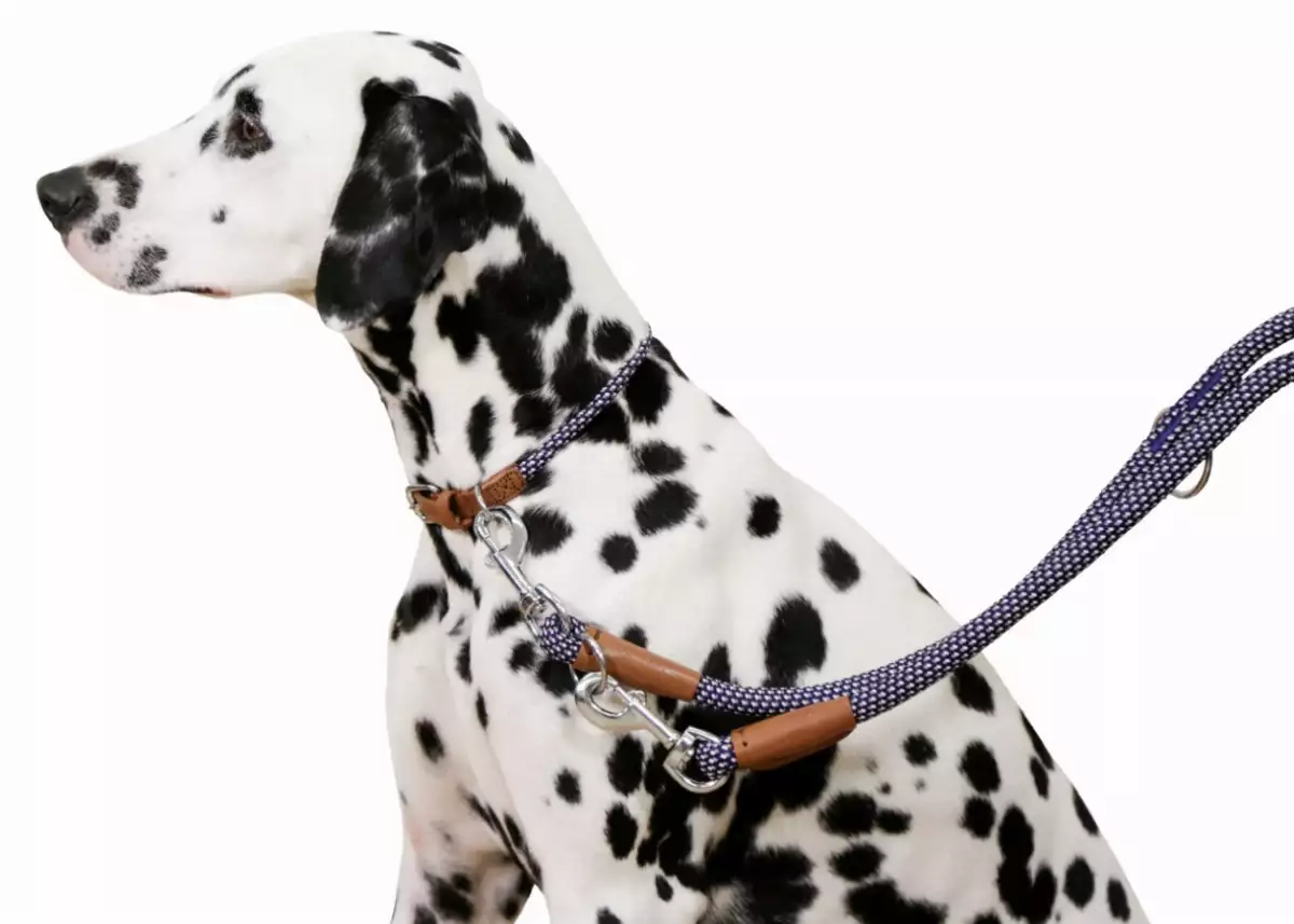 COLLIER CHIEN PHŒNIX 45-65 CM