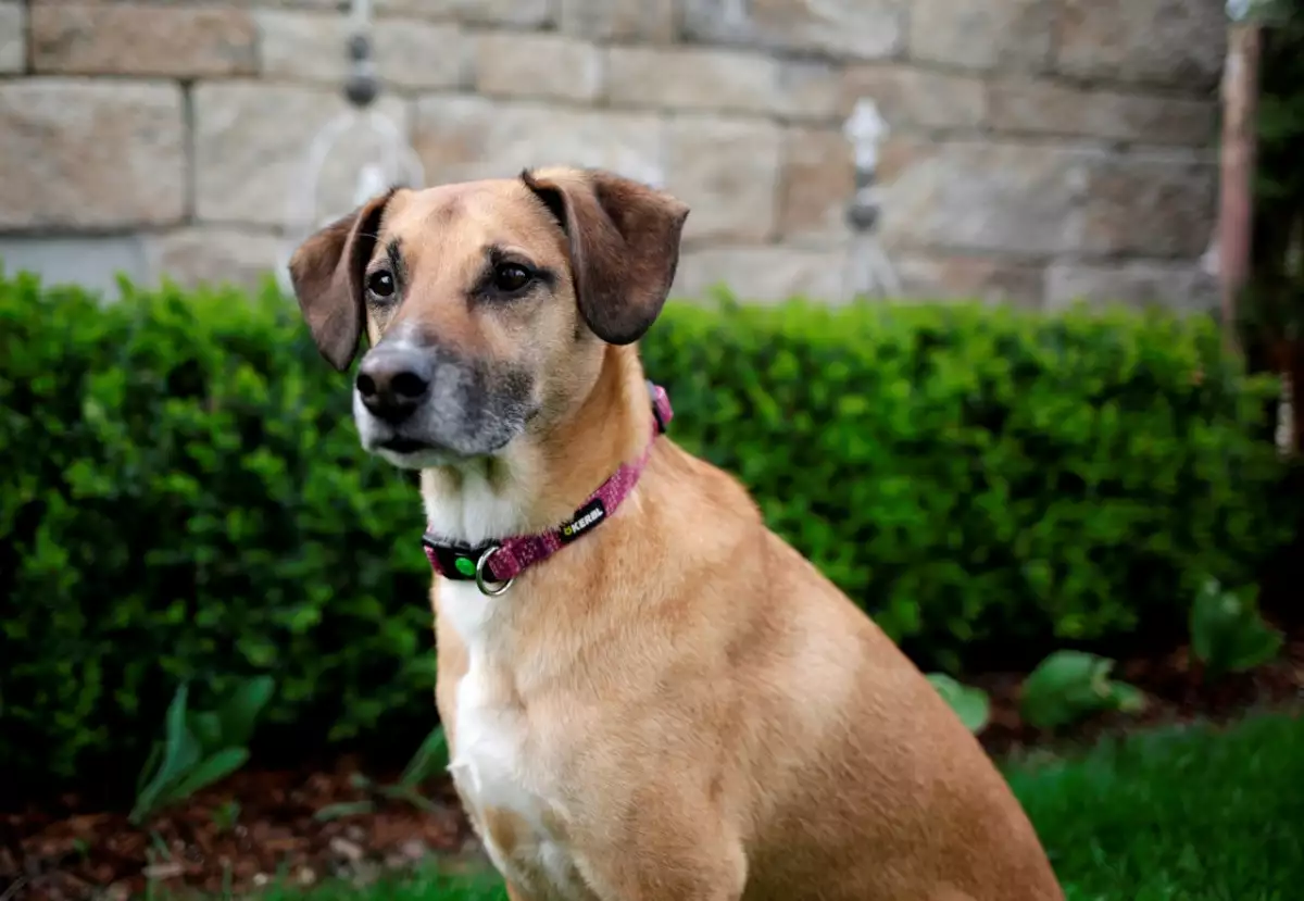 COLLIER CHIEN COLORADO FUCHSIA 40-65CM