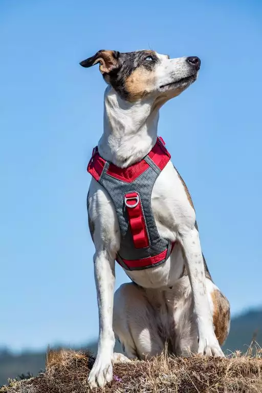 HARNAIS CHIEN KURGO ROUGE